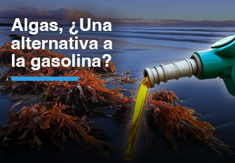 Algas, ¿Una alternativa a la gasolina?